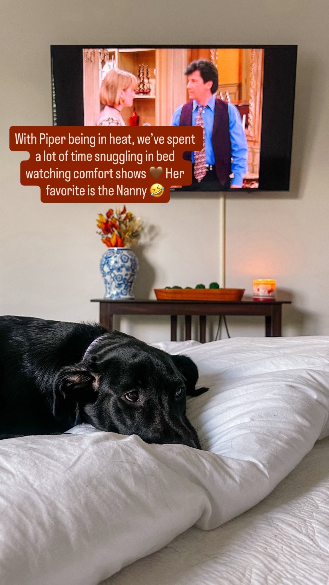 With Piper being in heat, we’ve been snuggling in bed watching all our favorite shows!! Hers is The Nanny…I think she likes Fran’s voice 🤣 What’s your favorite comfort show??

#LTKPets #LTKHome
