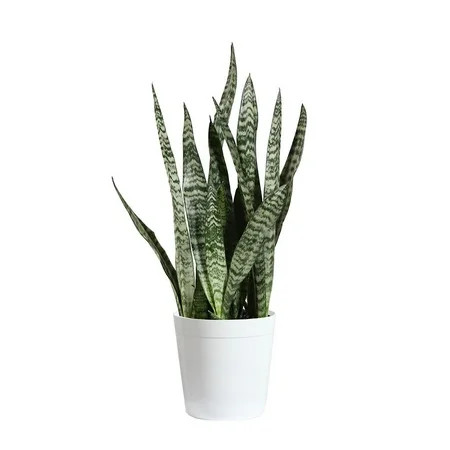 Snake Plant (Cannot Ship to AZ) | Walmart (US)
