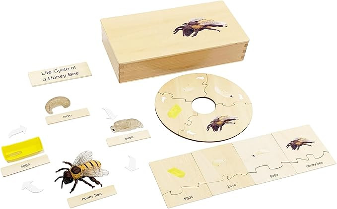 ancona Life Cycle- Honey Bee, English Monolingual, Montessori Preschool Memory Matching Game Box ... | Amazon (US)