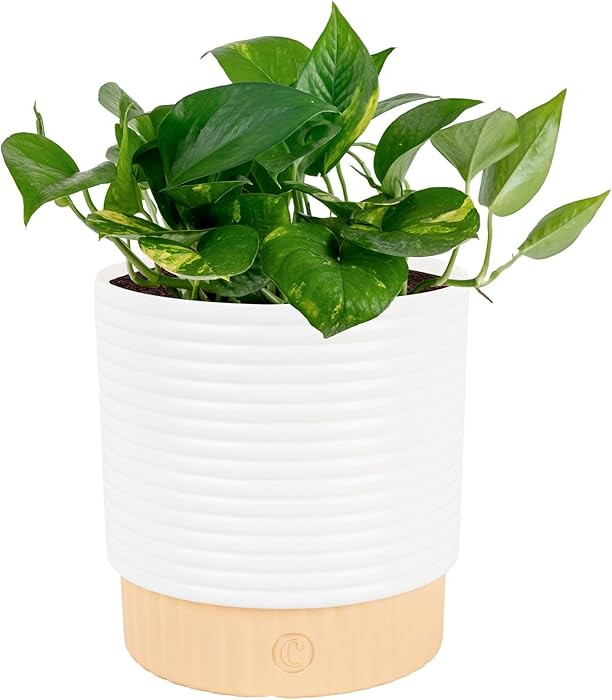 Costa Farms Golden Pothos Live Plant in Decorative Pot, Easy to Maintain, Air Purifying Indoor Ho... | Amazon (US)