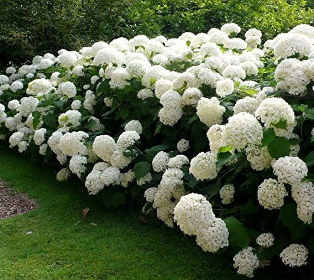 Annabelle Smooth Hydrangea - Live Plant - ( 2G ) | Walmart (US)