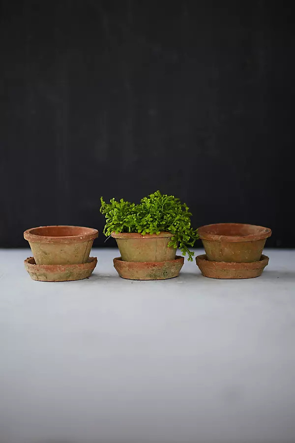 Earth Fired Clay Thin Rim Pot + Saucer, Set of 3 in Brown, Size: 4" at Terrain | Terrain