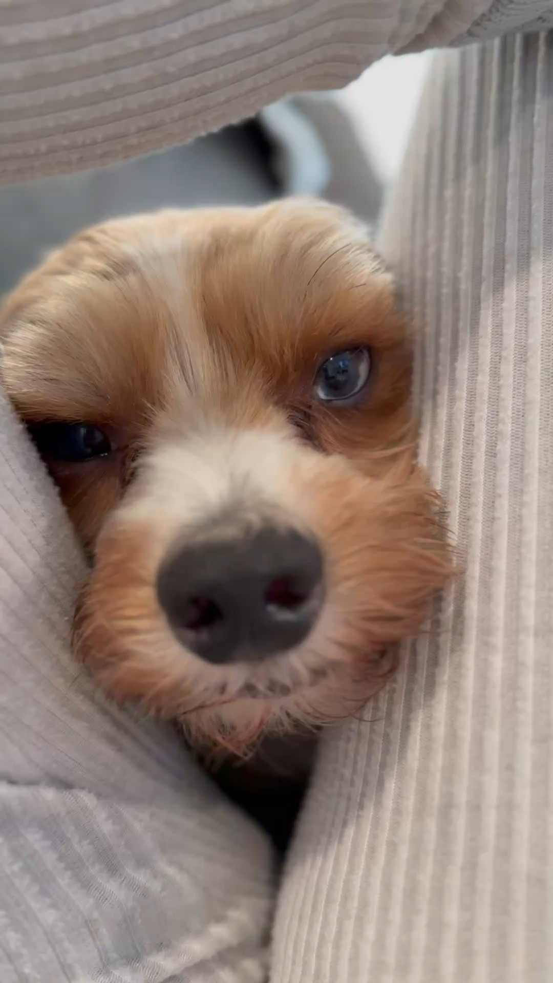 Bleu is scared of just about everything. Today it’s the vacuum cleaner! 

#LTKPets #LTKHome #LTKWatchNow