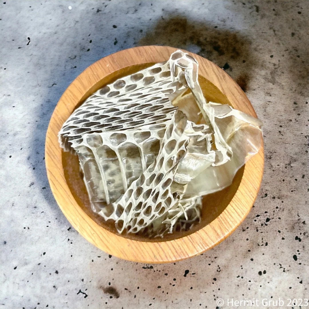 Snake Skin | Hermit Grub | Hermit Crabs - Etsy | Etsy (US)