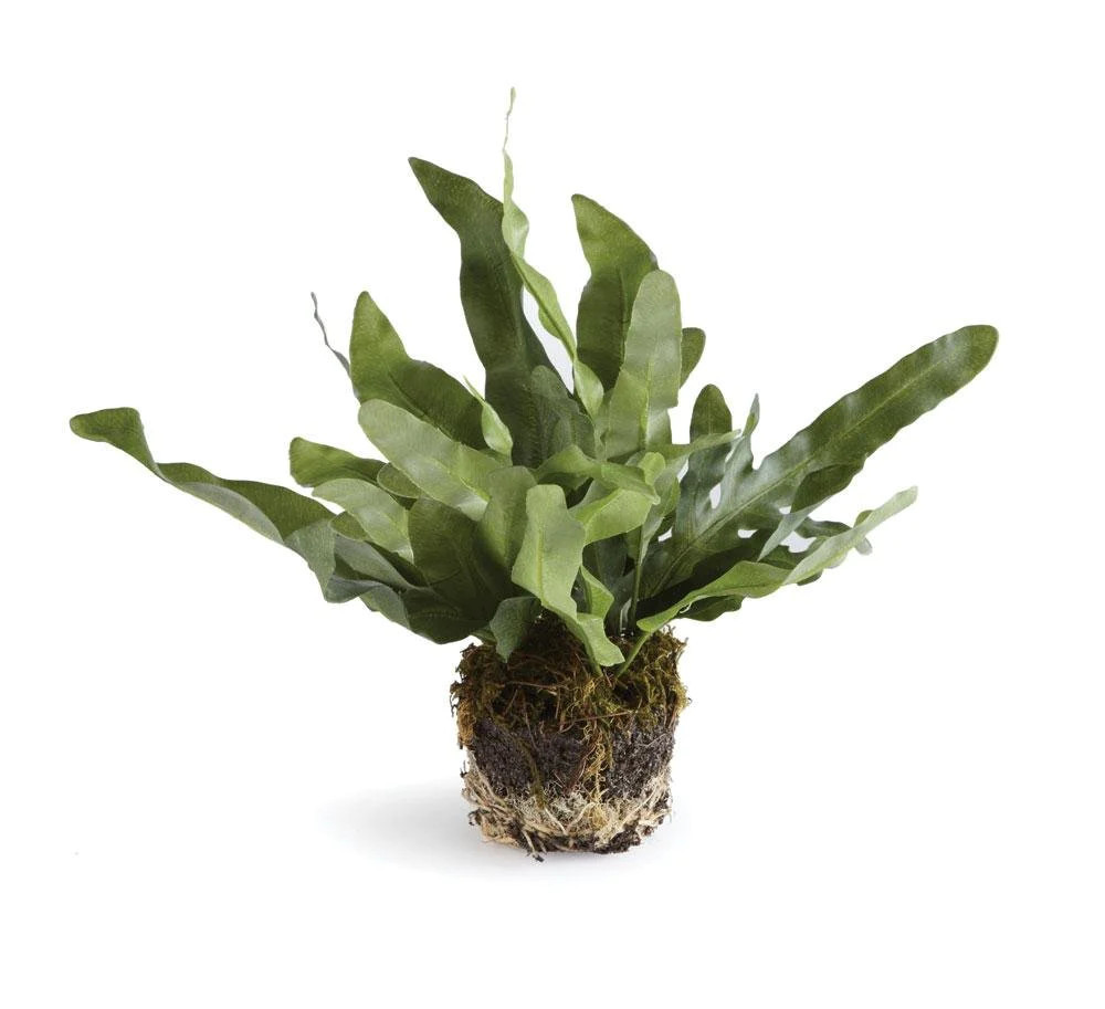 Echeveria Fern Drop In | Megan Molten