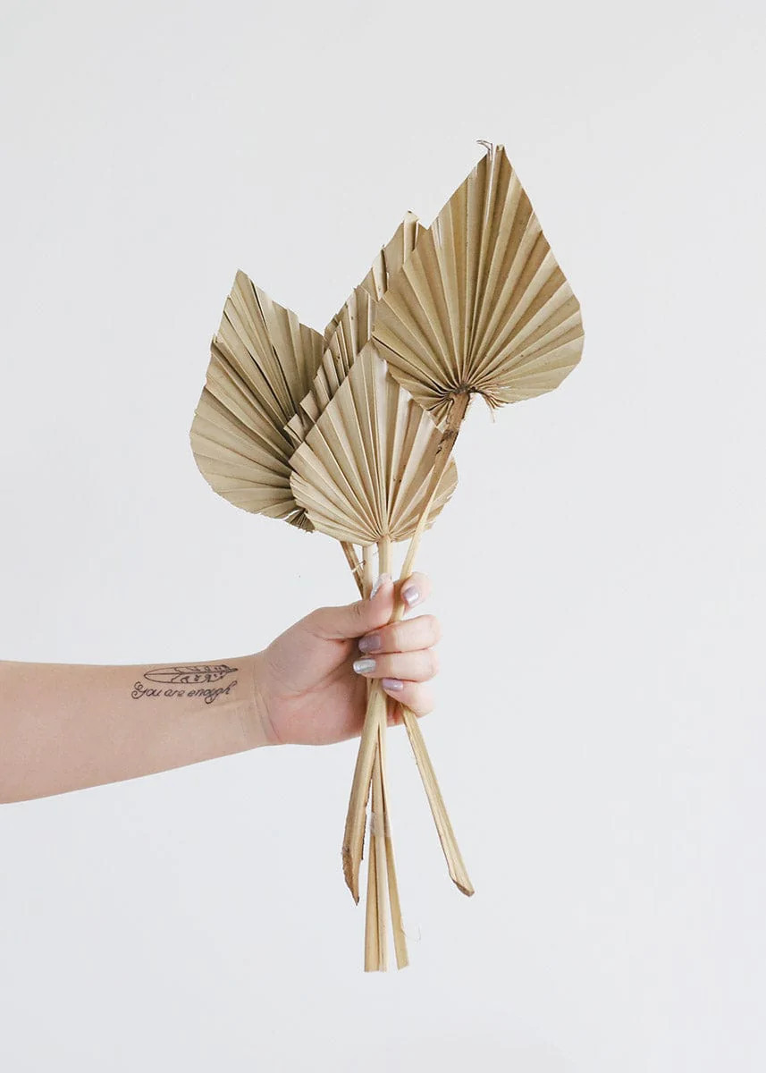 Natural Cut Pointed Palms | Preserved Palms | Afloral.com | Afloral