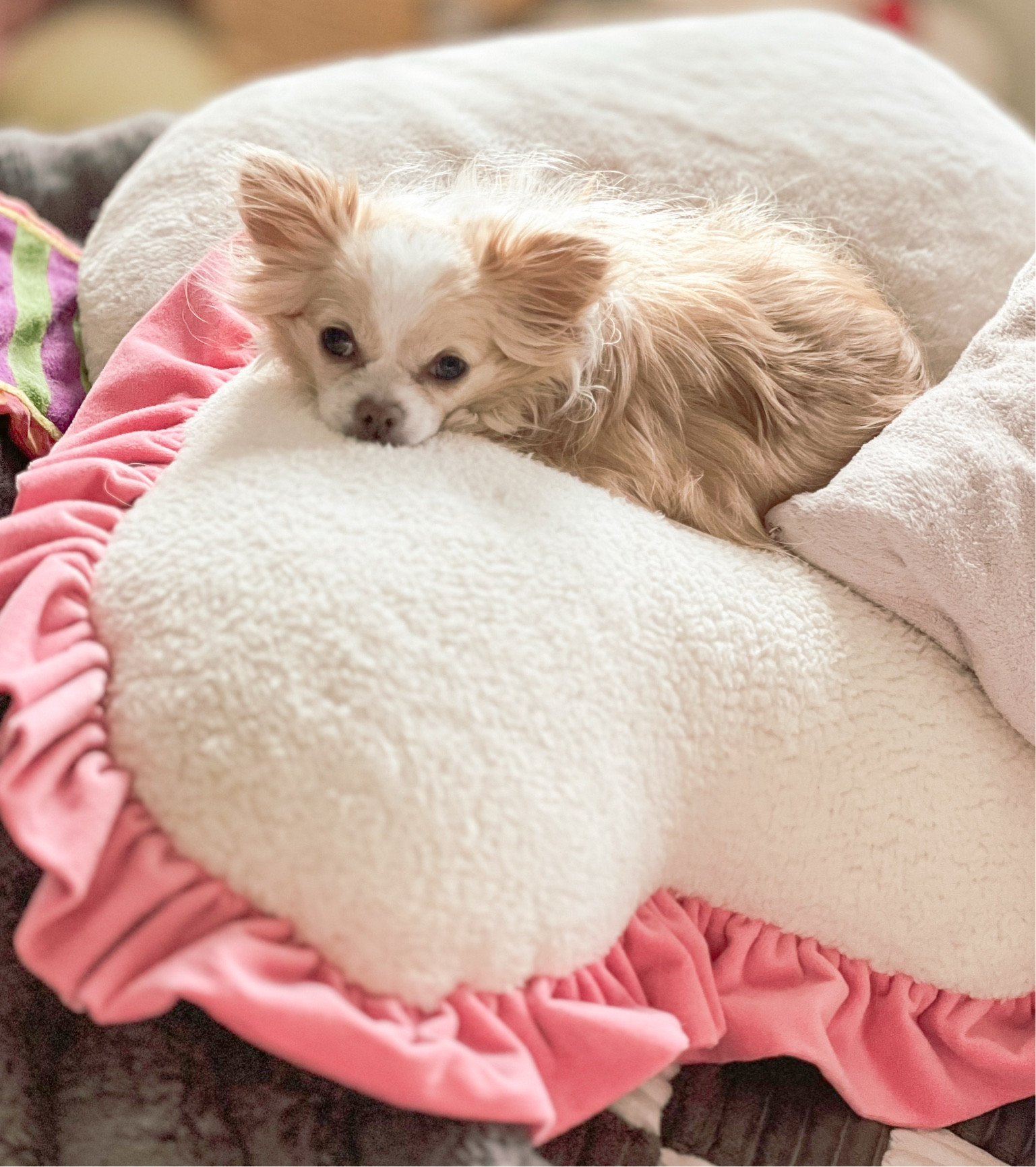 Linnie makes every pillow hers! This Valentines pillow from Target I guess is now hers too! 

#LTKFindsUnder50 #LTKPets
