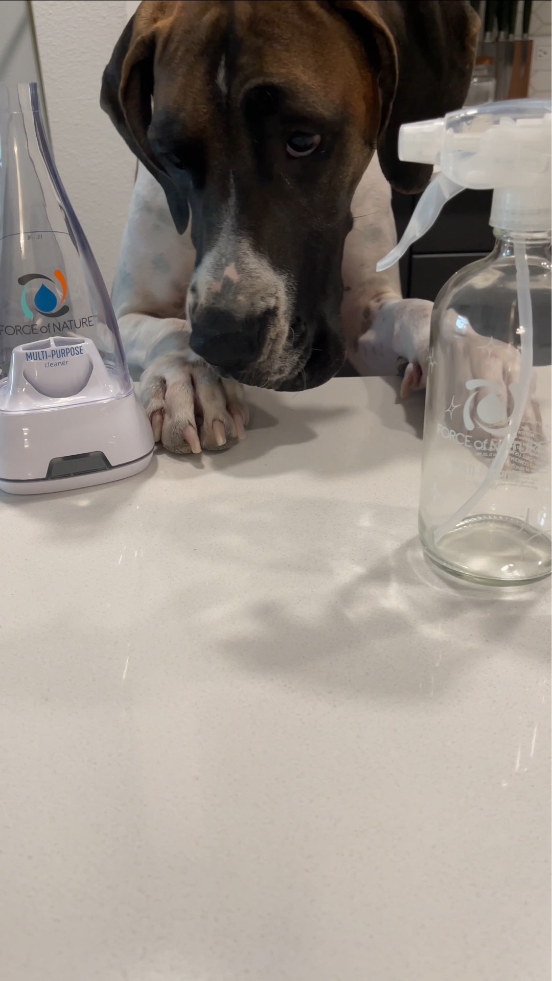 Gia might be the reason I clean every day... but she's also a part of the reason I switched to Force of Nature Clean 💦

I've been using it since November last year, and it's still my go-to for literally everything... counters, stove tops, dog bowls, you name it.

Pet-safe, planet-friendly, and it actually works. Even on "Gia-level" messes 🐾✨

#LTKFamily #LTKPets #LTKHome