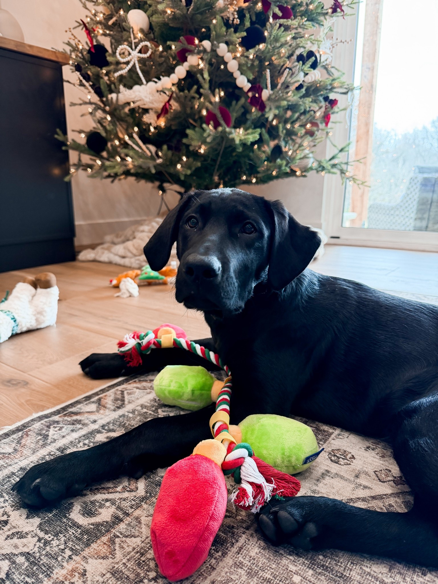 @chewy #ChewyPartner 

#LTKCyberWeek #LTKHoliday #LTKGiftGuide