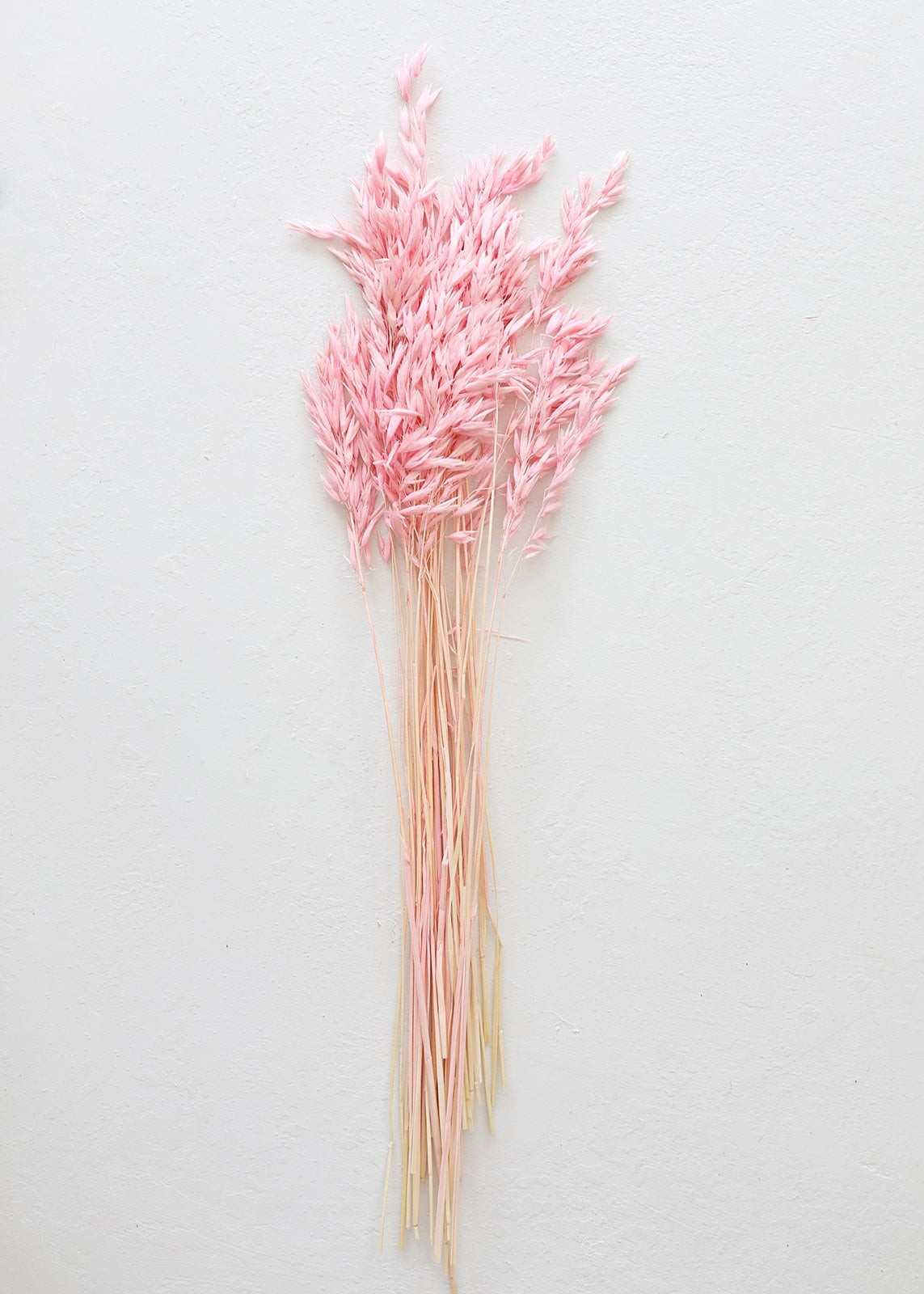 Dried Wild Oats in Pink - 18-22" Tall | Afloral (US)