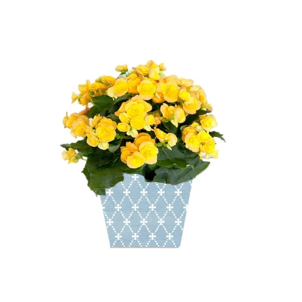 Better Homes and Gardens Mother's Day 5" Begonia - Walmart.com | Walmart (US)