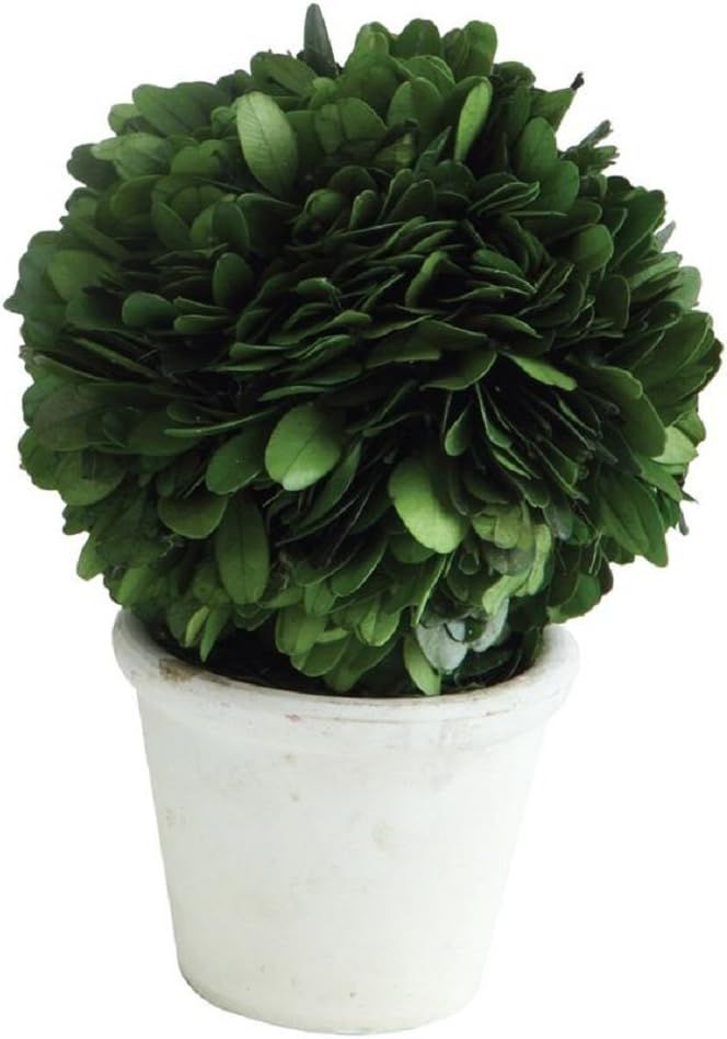 Creative Co-Op Single Ball Preserved Clay Pot Boxwood Topiary, Green 6.25 inch | Amazon (US)