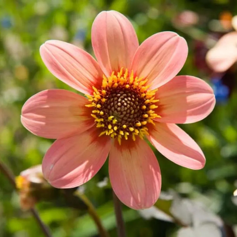 Happy Single Kiss Dahlia Perennial Seeds Authentic Seeds Flowers Clumping Dahlia Garden Summer Bl... | Etsy (US)