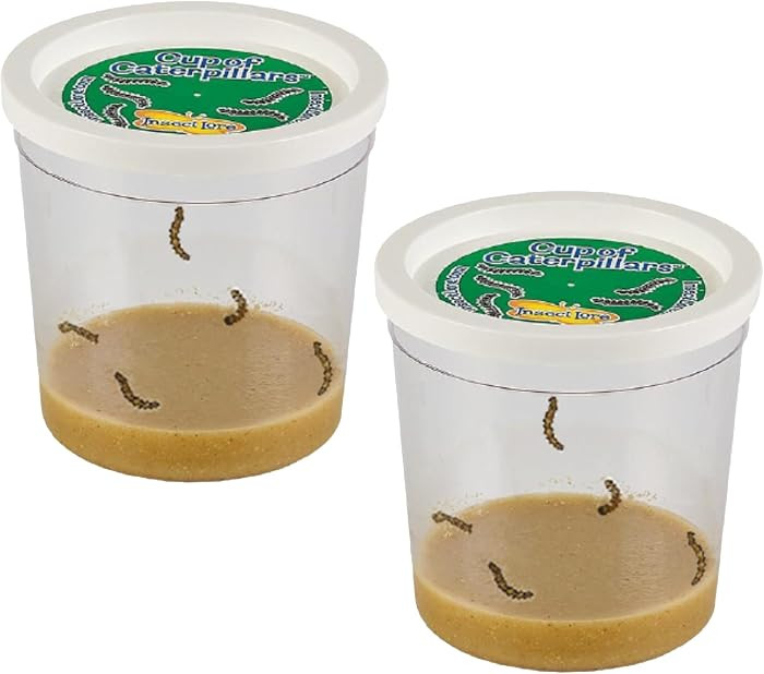 Insect Lore 2 Cups of Caterpillars Basic - 10 Live Baby Painted Lady Caterpillars - Refill for Ha... | Amazon (US)