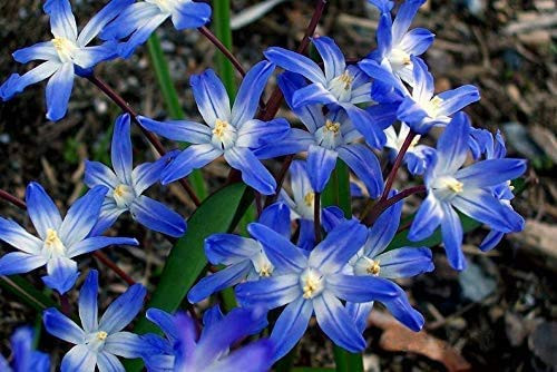Chinodoxa Forbesii Bulbs Glory of Snow Blue Lilies Early Spring Flowers Bloom The Same time as Cr... | Amazon (US)