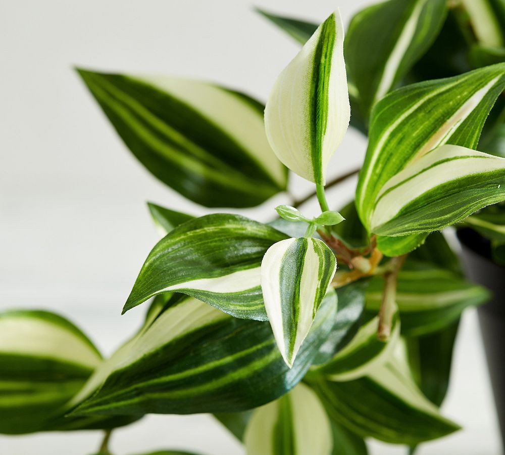 Faux Wandering Variegated Tradescantia Houseplant | Pottery Barn (US)