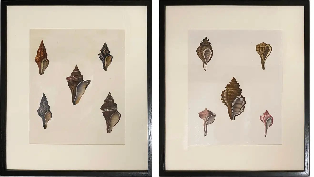 Pair of Shell Watercolors | 1stDibs