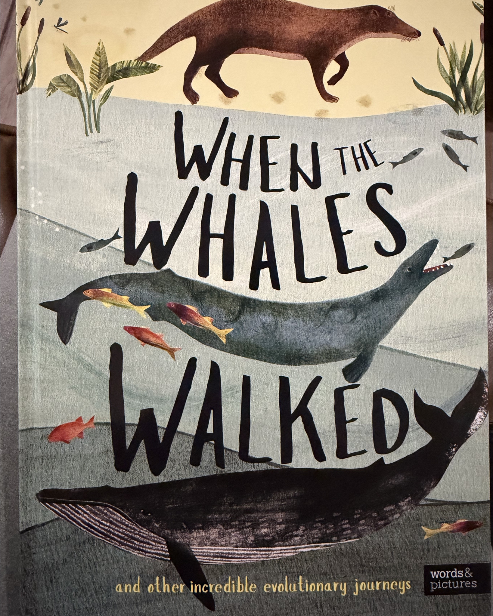 Homeschool finds! Lately we’ve found ourselves learning lots about dinosaurs; what they ate, their habitat, and why they went extinct. Lilly is a sponge. She loves learning and is fascinated by evolution. I found this book “When the Whales Walked” by Dougal Dixon and it has been a phenomenal resource full of so much information with incredible pictures by Hannah Bailey. I have learned so much and I’m so grateful to do it alongside my girl in a subject she is interested in  

#LTKKids #LTKstorytime #LTKmomlife
