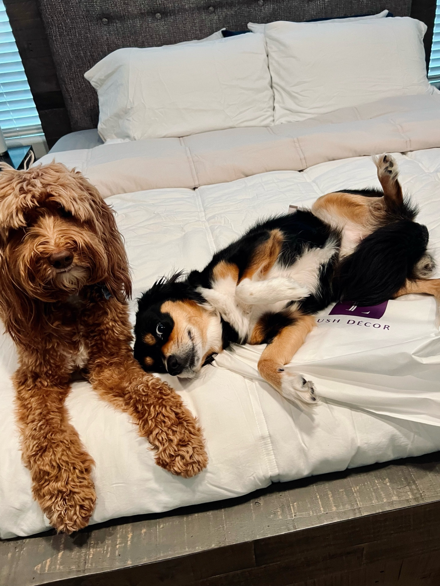 My dogs are really enjoying the new bed set by Lush Decor 😂

Use code nataliehee for an extra 25% off most items! 

#LTKFamily #LTKSummerSales #LTKHome