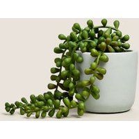 M&S Artificial Mini String of Pearls in Pot - Green, Green | Marks & Spencer (UK)