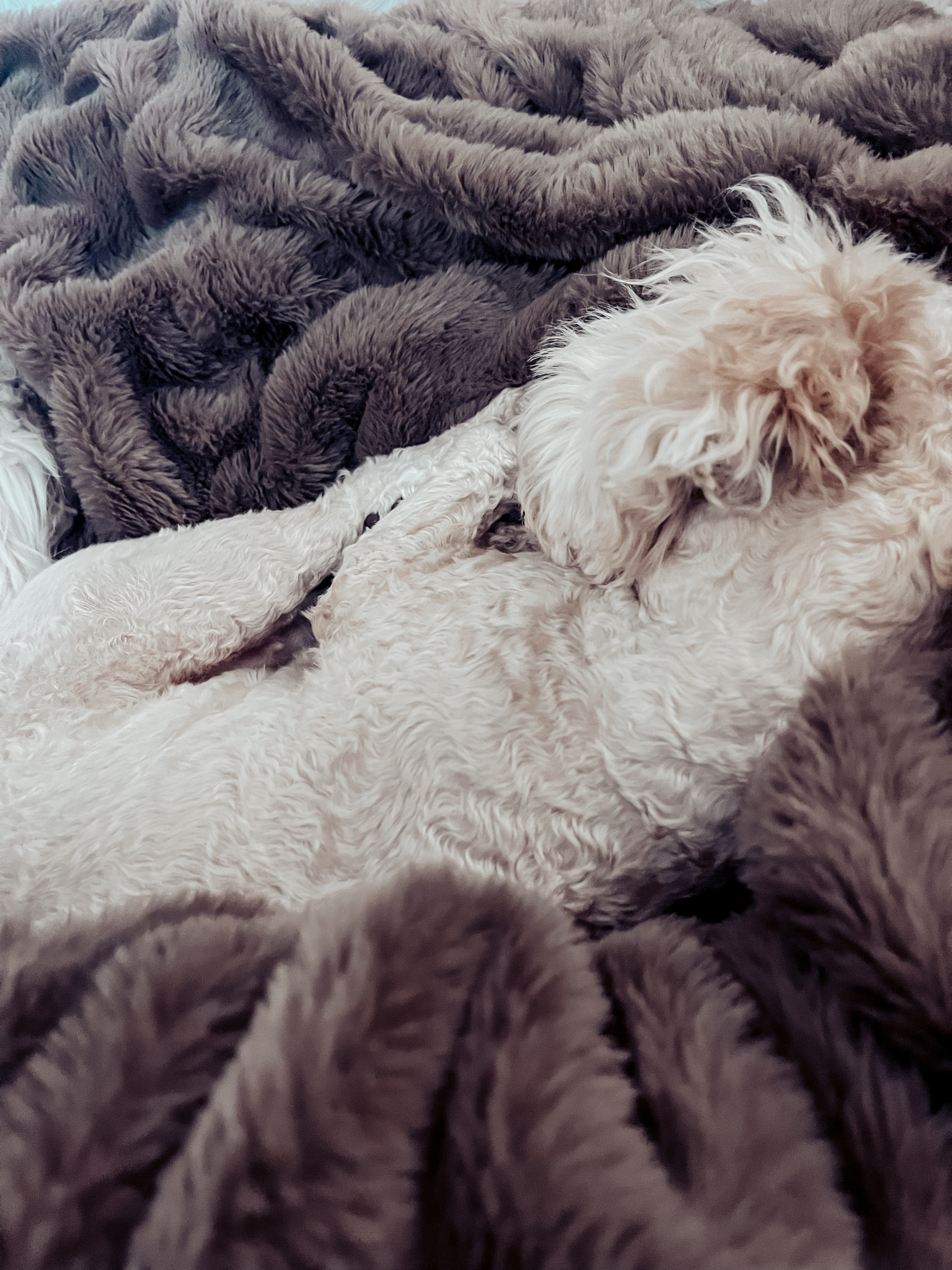 Moosh sleeping in her favorite @comfrt blankie. 💤 This is the color Bear! 🐻 on sale for $79!! #comfrt 

#LTKSaleAlert #LTKGiftGuide #LTKSeasonal