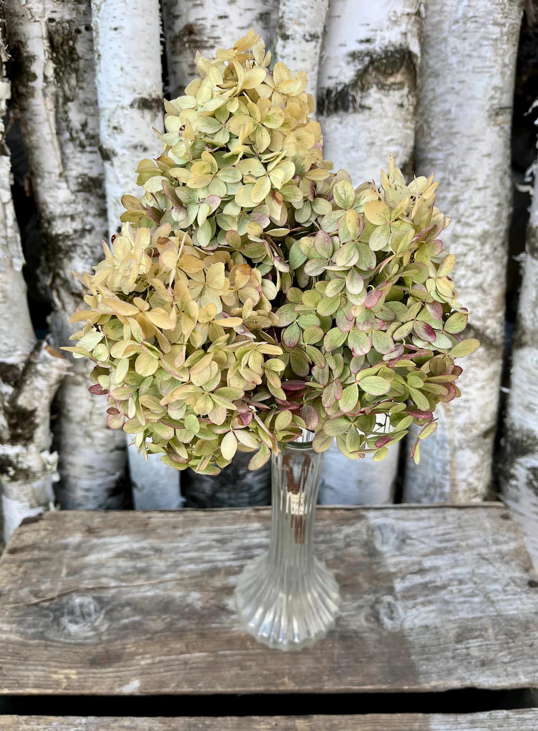 Dried Limelight Hydrangeas Greenish Beige and Rose in Color, Natural Hydrangeas - Etsy | Etsy (US)