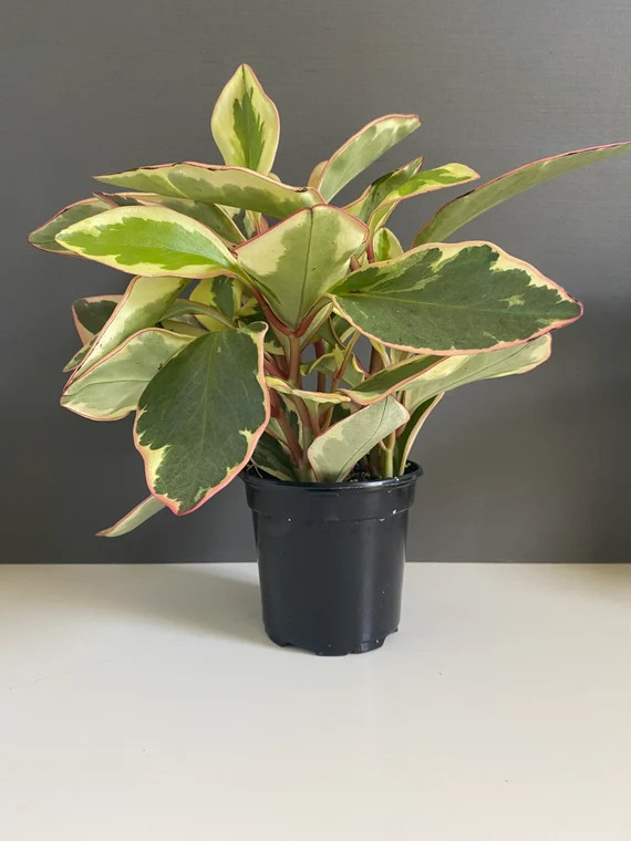 Rainbow Peperomia - Etsy | Etsy (US)
