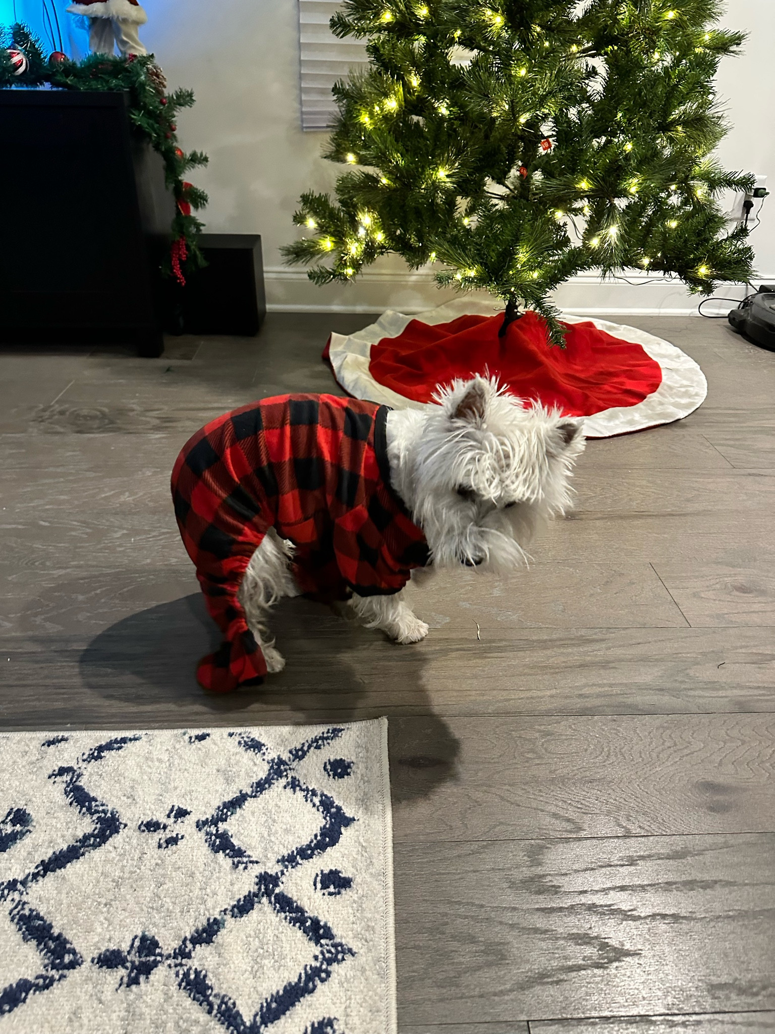 Dog Jammie’s 

#LTKunder50 #LTKhome #LTKSeasonal