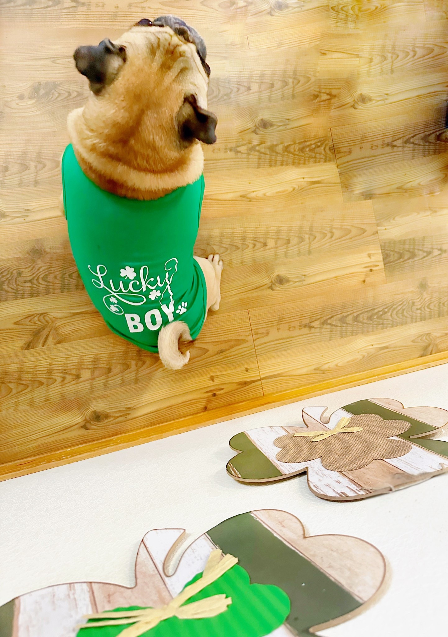 🍀🐶The cutest St.Paddy’s day look for your fur baby
#LTKpets #outfitsforpets #stpattysday #pugshirt #dogshirt #dogootd #stpattysdaypetlooks 

#LTKSeasonal
