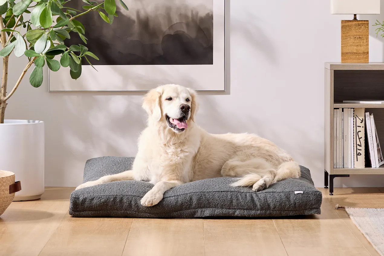 Saatva Dog Bed | Saatva Mattress
