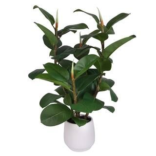2.6Ft Green Potted Rubber Plant By Ashland® | Michaels® | Michaels Stores