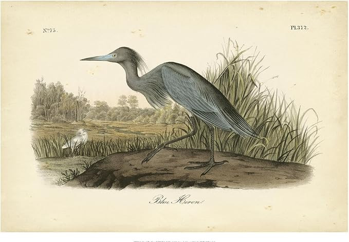 ART.COM Wall Art Print Audubon's Blue Heron by John James Audubon, 18" x 12" | Amazon (US)