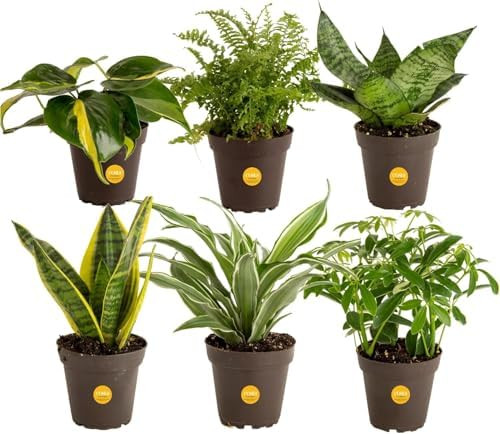 Costa Farms Live Indoor House Plants (6-Pack), Hand Selected Easy to Maintain Indoor Assorted Hou... | Amazon (US)