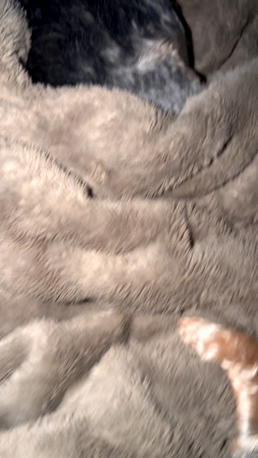 This is your sign to get a Lola blanket or Lola dog bed! Def wait for any holiday sales that’s what I’ve done. My dogs would be lost without this!!!!#lolablanket #yorkiemom #dogs #pet

#LTKHome #LTKmomlife