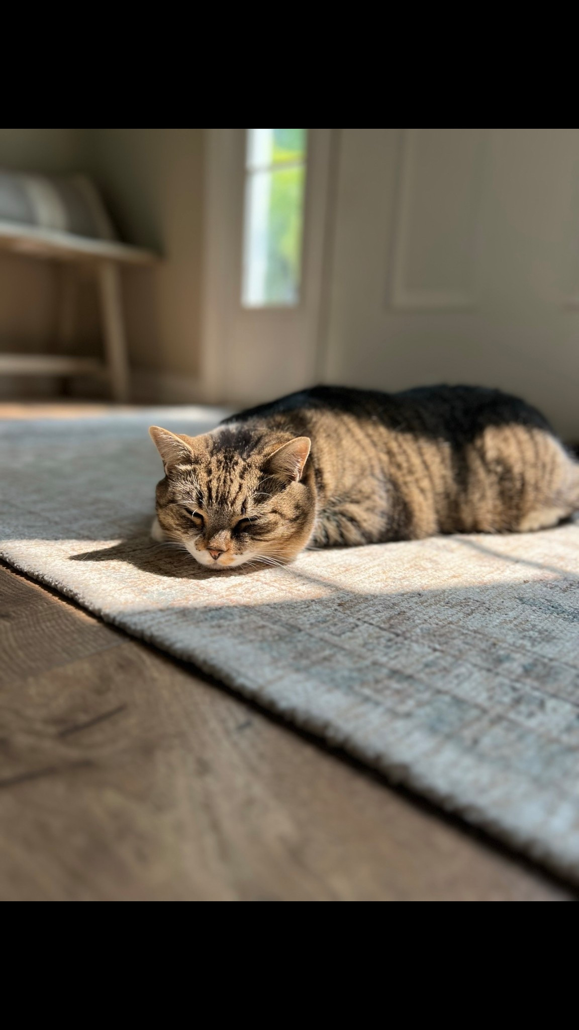 Linking the best cat training tape IMO!! My cats are sooo naughty and scratch our couch but this tape has worked wonders. I took it off for oneeee day and back to scratching they went, so back on it goes lol 🙄

(recommend using a dryer when you’re going to remove it from your furniture- I’ve removed it numerous times to replace and have had zero issues as far as residue and piling go)

#LTKPets #LTKHome #LTKFindsUnder50