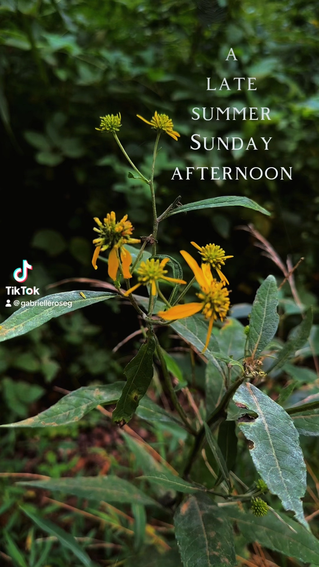Spend a late summer afternoon with me! I am so ready for fall and I’ve been loving romantic, bohemian pieces lately. This dress from Amazon is on sale - I recommend sizing up! I’m wearing a medium in the corset and dress, and I’m wearing the corset backwards. I’m also wearing a 7 in the shoes. Also, these boots run SMALL in the calves! You may need to get them altered if you have wider calves like I do. #fall #fallfashion #romantic #cottagecore #boho #romanticstyle #romanticfall #autumn #maxidress #kneeboots