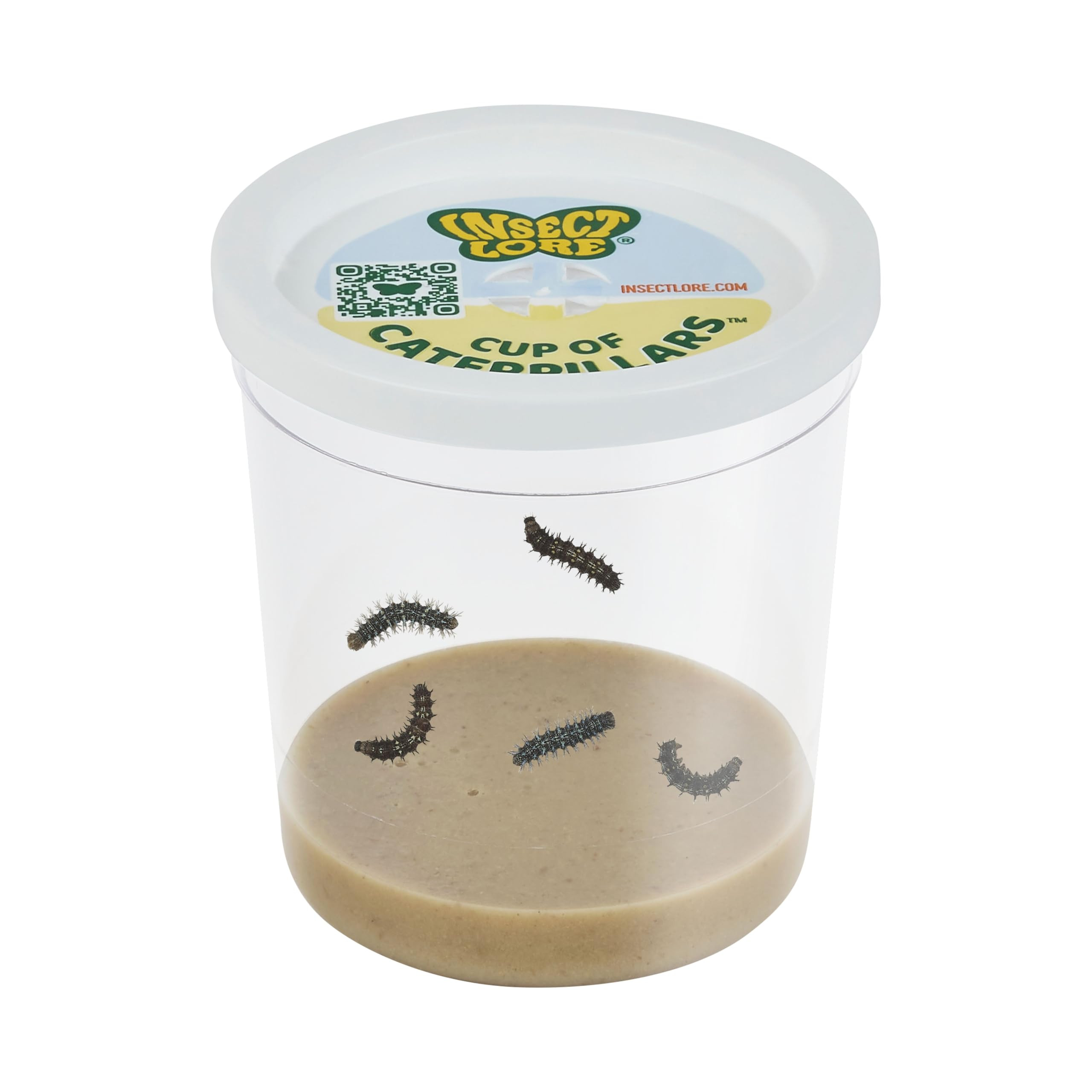 Insect Lore Cup of Caterpillars Basic – 5 Live Painted Lady Caterpillars with Food – Refill K... | Amazon (US)