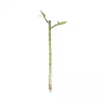 Lucky Bamboo House Plant in 40 cm Pot | Lowe's
