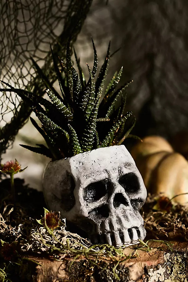 Concrete Skull Planter | Anthropologie (US)