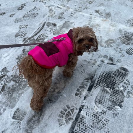 Dog winter coat with fleece lining