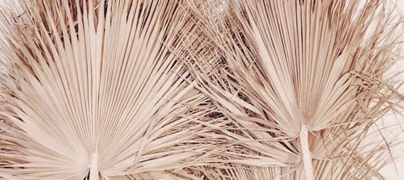 Large Fan Palm  3 to 4 foot wide | Etsy (US)