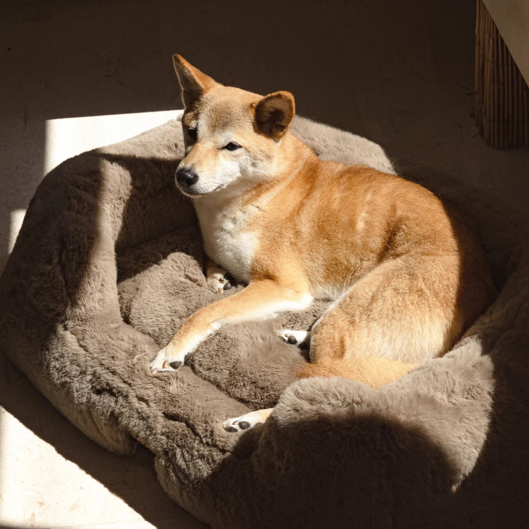 The Lola Pet Bed | Desert Dune | Lola Blankets