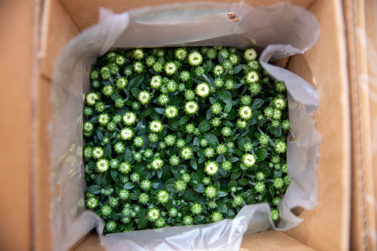 Expert Gardener 3QT Orange Garden Chrysanthemum Plant Sun 2-Pack | Walmart (US)