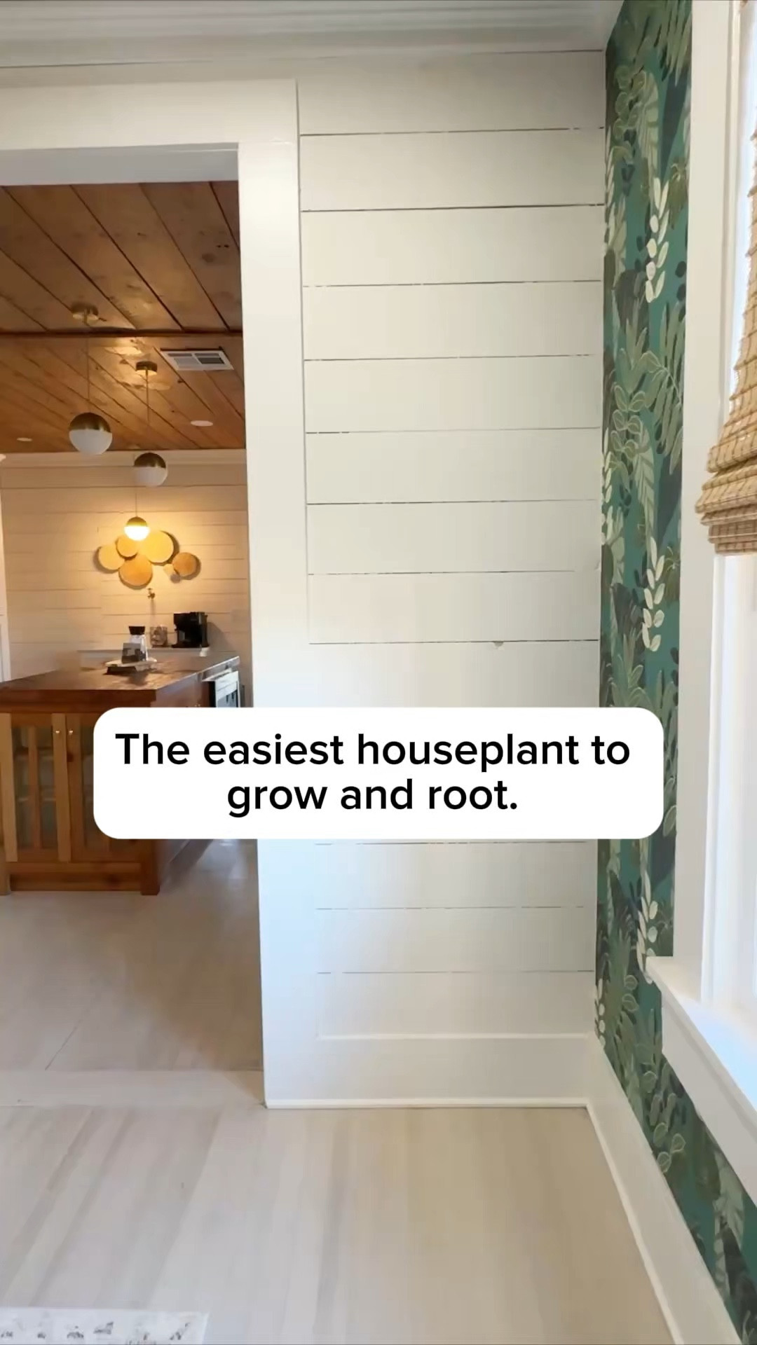 Here is the easiest house plant to grow and also root! I just got these adorable terrarium globes so that I can root these in style and watch the progress. This is the best way to get free house plants. 

#LTKHome #LTKSaleAlert #LTKStyleTip