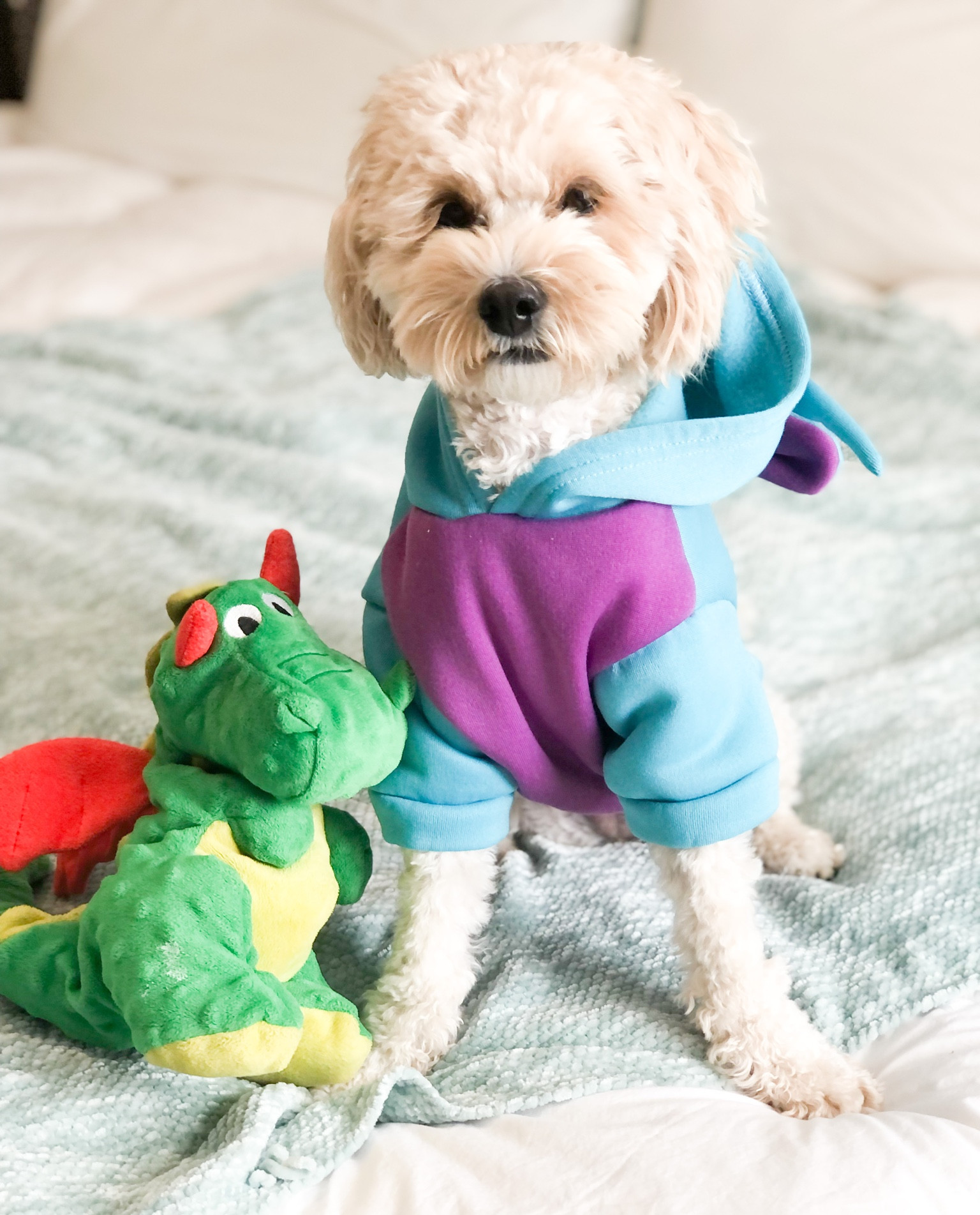 I found my dragon hoodie at my local Winco but here are some other good options on Amazon! #halloween #dogcostume #dragon #ltkdog #dog 

#LTKstyletip #LTKfamily #LTKSeasonal