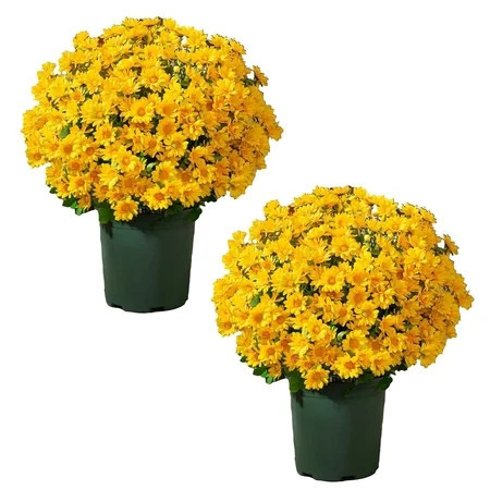 10 Bundles Artificial Mums For Outdoors Fall,Fall Fakeflowers For Outside,Artificial Mums For Outdoors,Fake Mums,Fall Decorations For Outside Home Planter Window Porch Patio Front Door Decoration | Walmart (US)