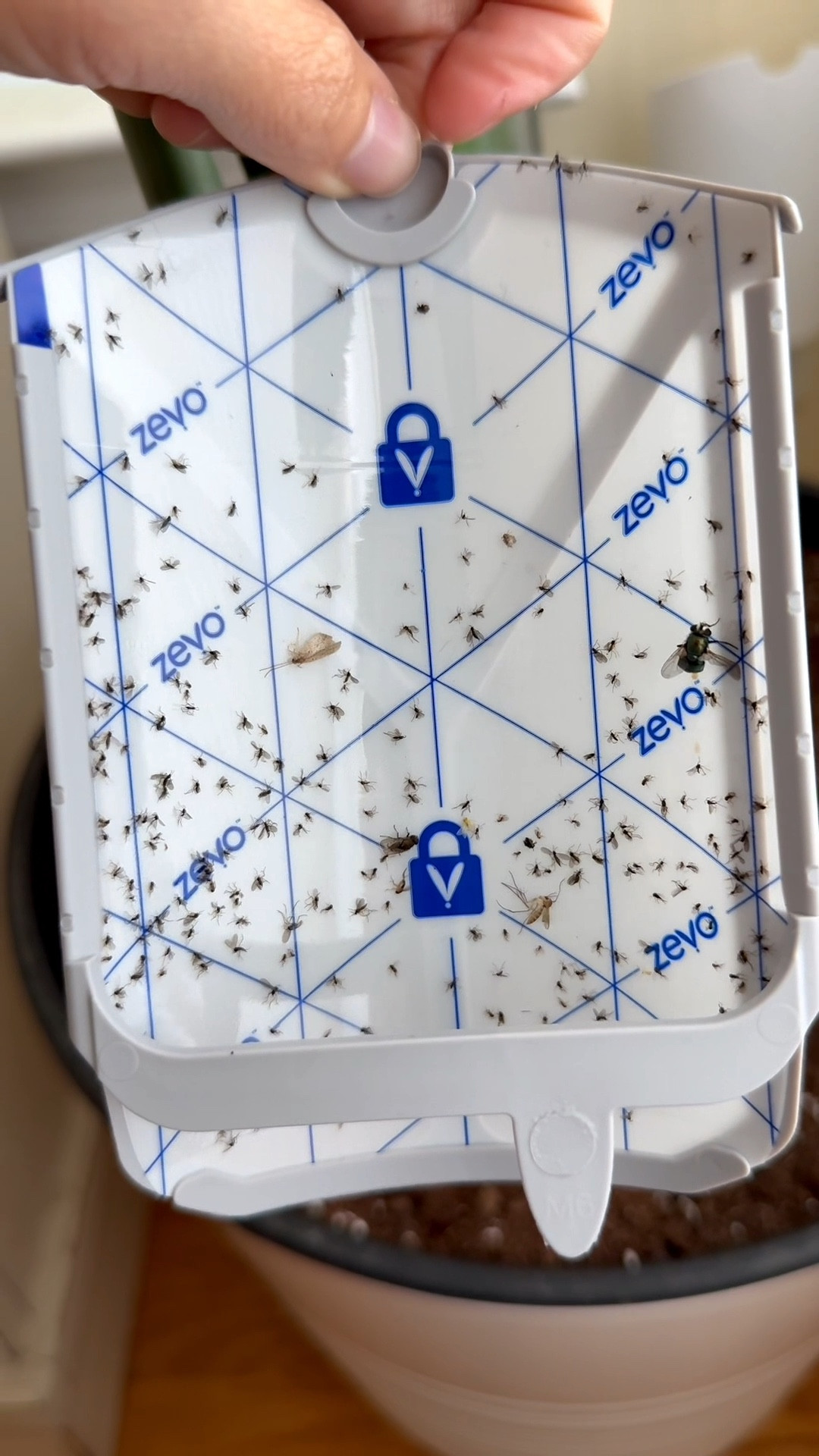 What is with the bugs this year? Grab the Zevo Insect Trap and see what you catch 😳

#LTKFindsUnder50 #LTKFamily #LTKHome