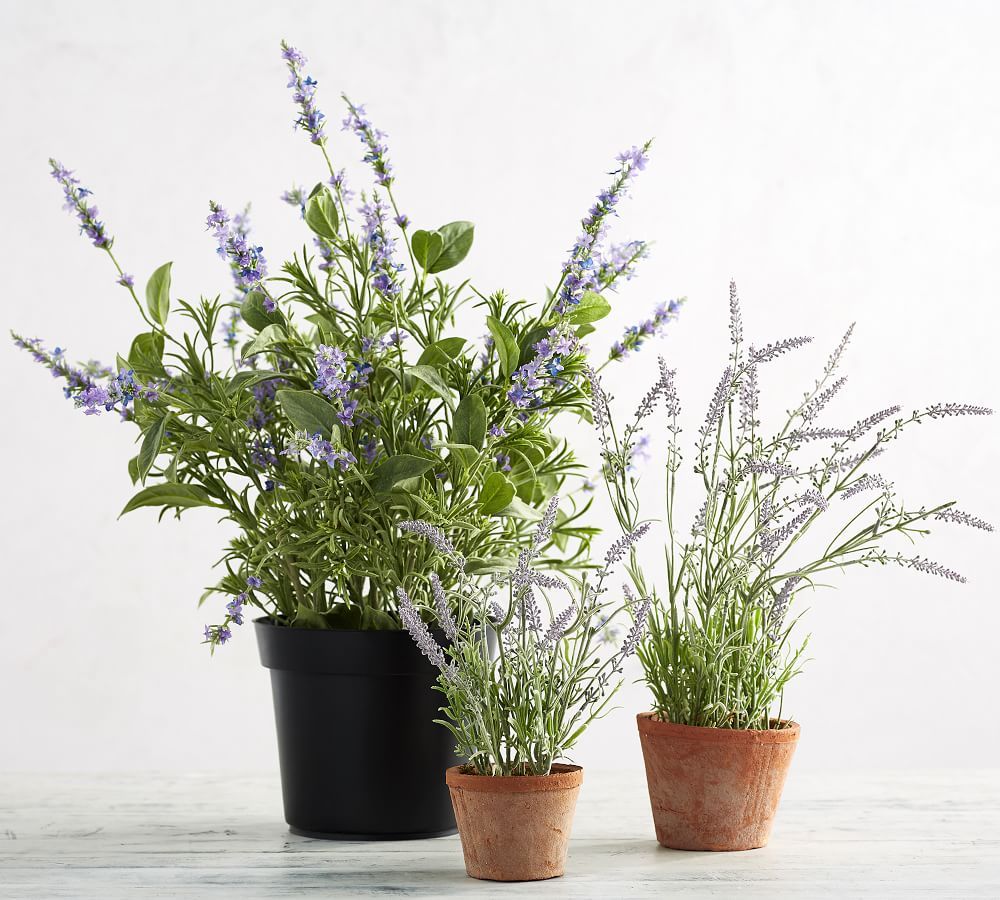 Faux Potted Lavender in Terra Cotta Pot | Pottery Barn (US)