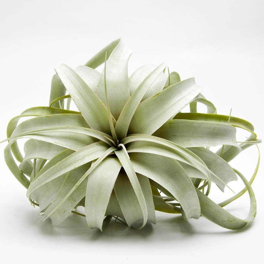 Airplant Tillandsia Xerographica 6" Wide by Garden in the City / Ships from California / Greenhou... | Amazon (US)