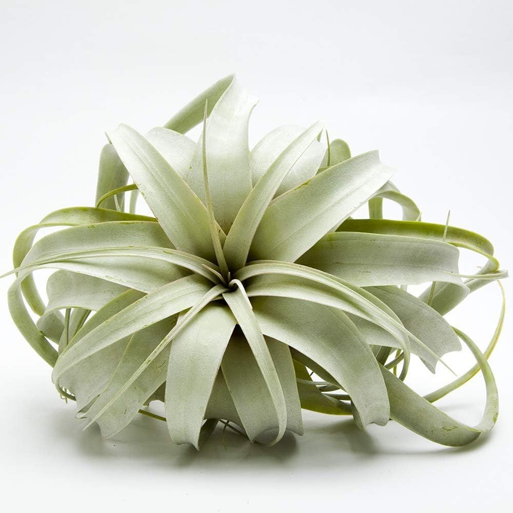 Airplant Tillandsia Xerographica 5-6" Wide by Garden in the City / Ships from California / Greenh... | Amazon (US)